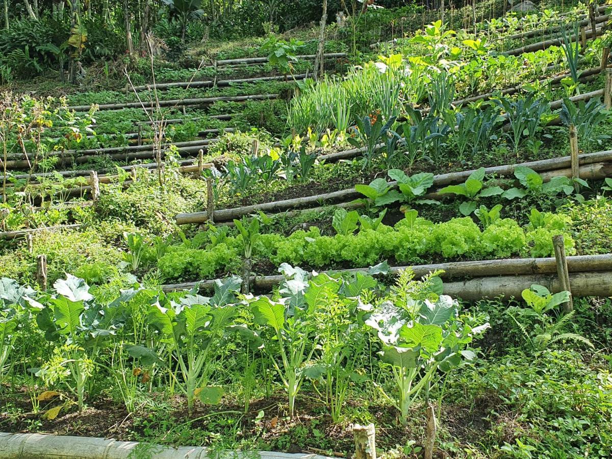 Ecofinca Fuente Alegre Cocorna Ngoại thất bức ảnh